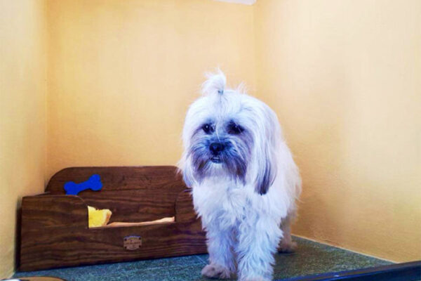 ac-kennels-01-700x500 ac-kennels-01-700x500